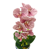 1 ORCHID IN VASE SSC-0003