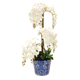 8 ORCHID IN VASE SSC-0001