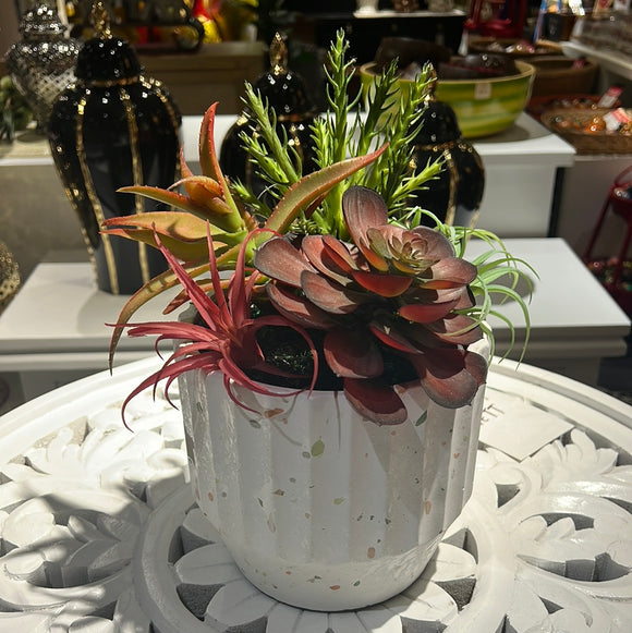 SUCCULENT ARRANGEMENT WHITE POT W/ SPECKS